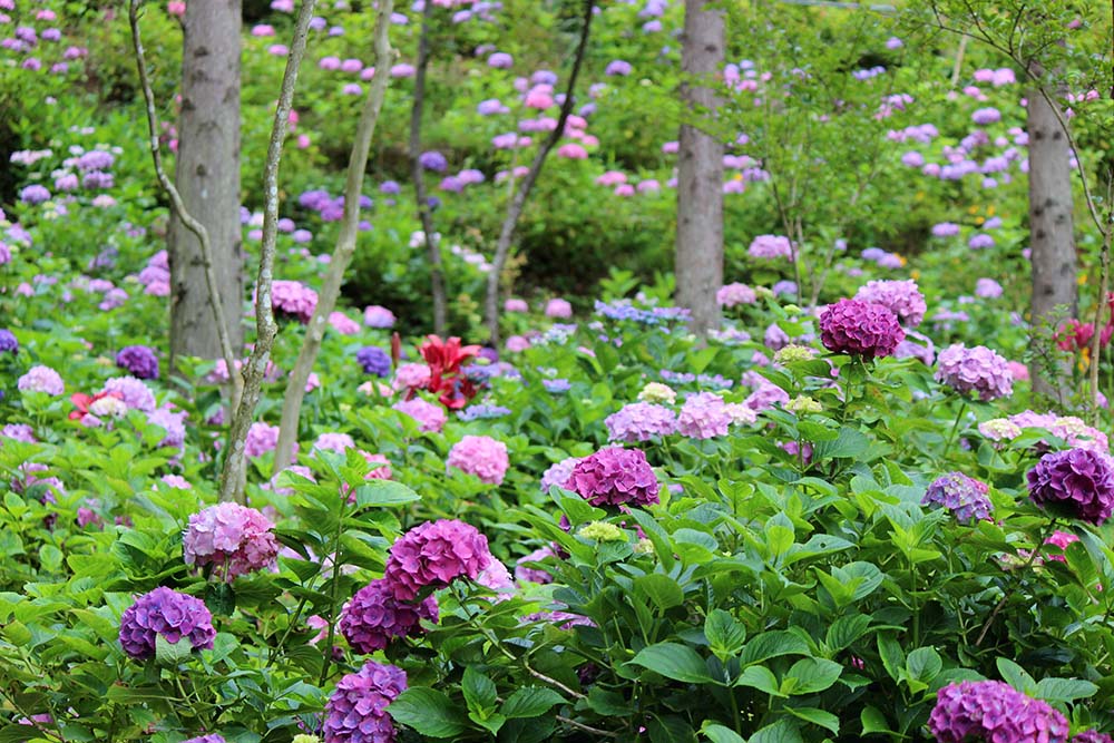 二本松寺あじさいの杜（潮来市）であじさい祭り開催中！100種類10,000株、色とりどりのあじさいが咲き誇ります。を見る