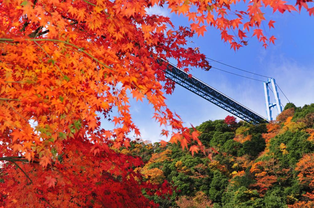 11/30（土曜日）まで常陸太田市の竜神峡で「竜神峡紅葉まつり」開催中！茨城県民の日は竜神大吊橋の渡橋料無料です。を見る