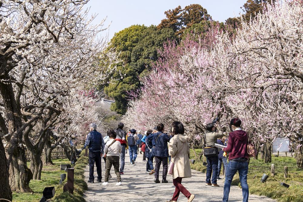 2/11（火曜日）～3/20（木曜日）偕楽園・弘道館で「第129回水戸の梅まつり」開催！季節やわらぎ、梅の花が春の訪れを告げます。を見る