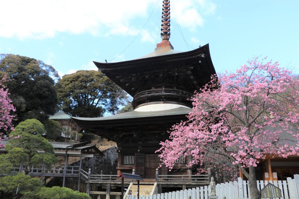 茨城でも河津桜が楽しめる！桜川市の雨引観音では例年２月下旬から見頃を迎えます！を見る