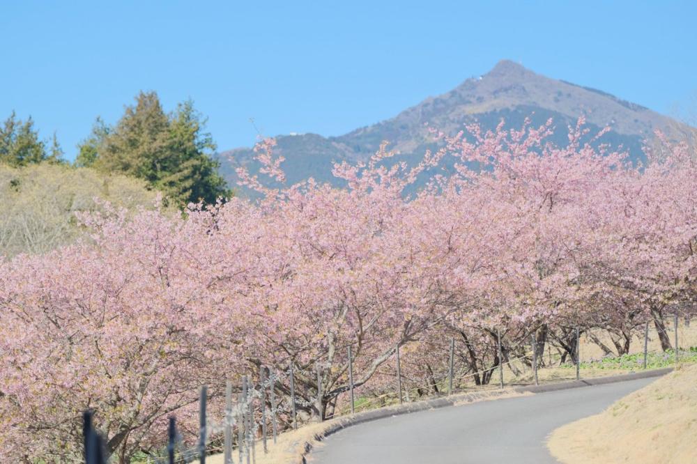 いばらきフラワーパークで一足早い春を感じよう！園内では多彩な桜でお花見シーズンを長く楽しめます。を見る