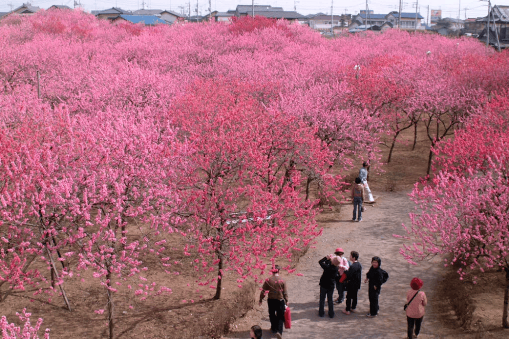 3/15（土曜日）～3/30（日曜日）「第49回 古河桃まつり」開催！園内が６種類の花桃で鮮やかなピンク色いっぱいに染まります。を見る