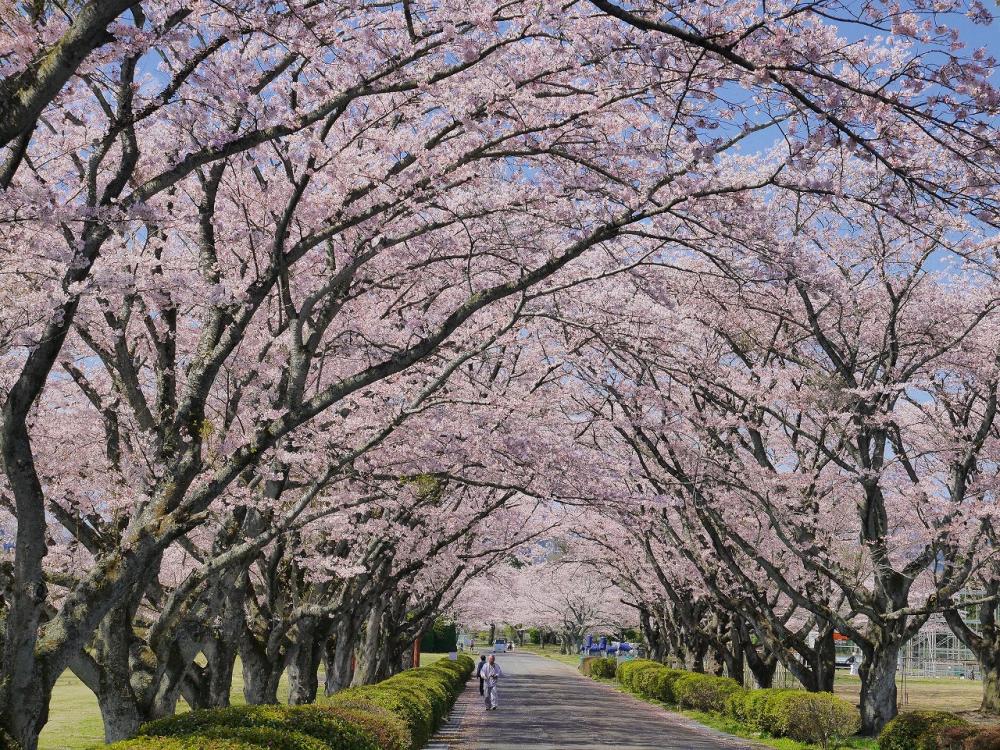 3/29（土曜日）～4/13（日曜日）まで「第24回高萩桜まつり～さくらフェス～」が開催！桜×ライトアップの初コラボもお楽しみください。を見る