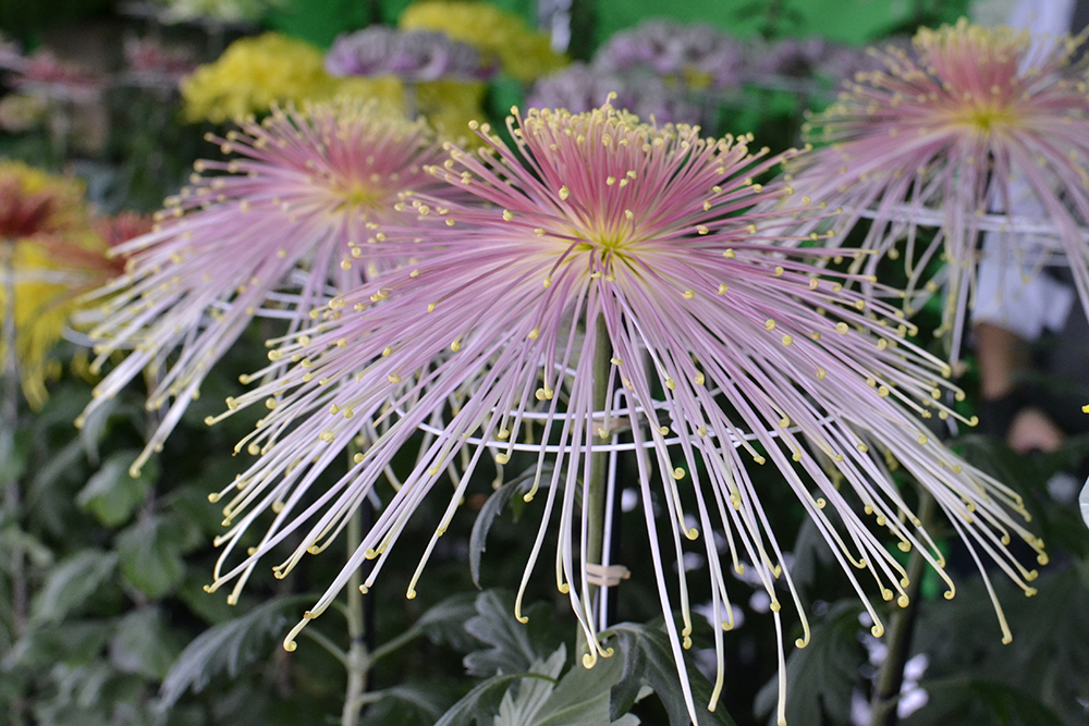 第50回水戸の菊花展