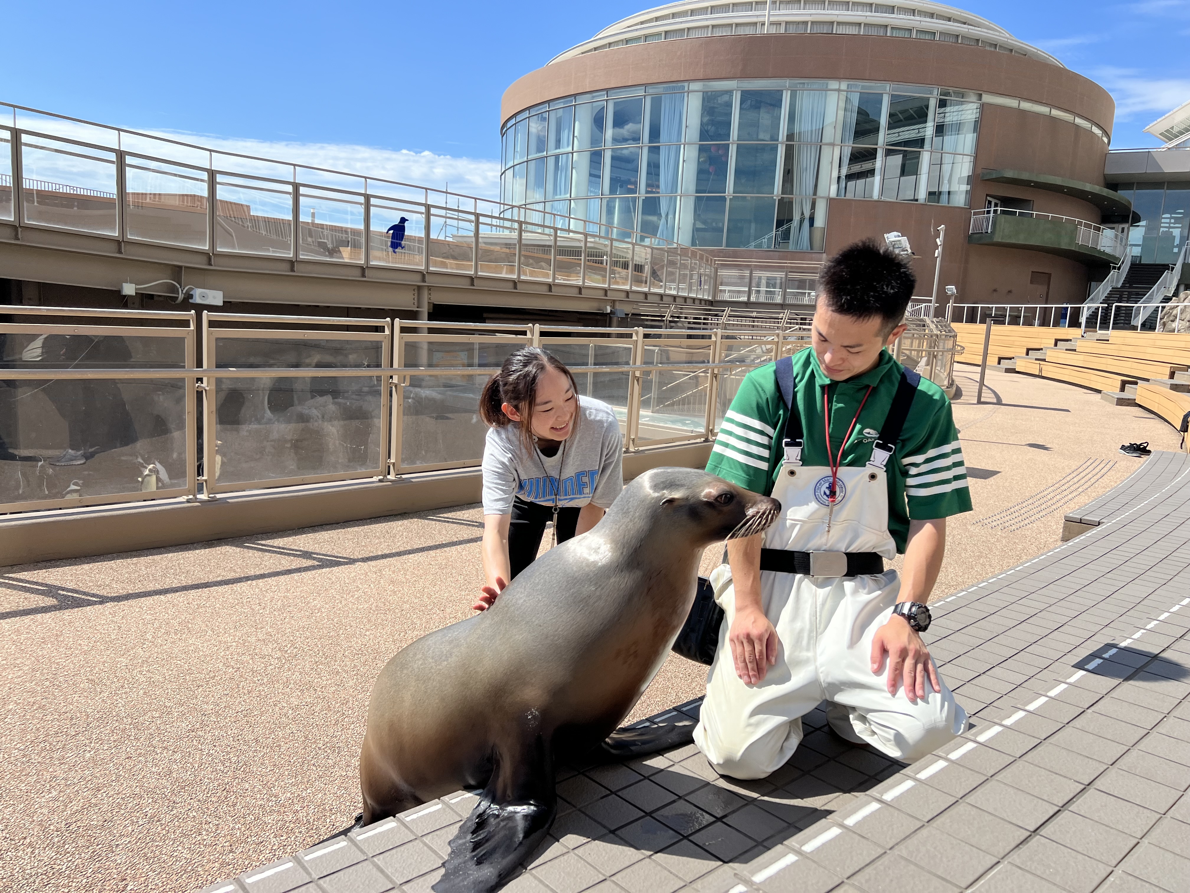 アクアワールド大洗_アシカタッチ