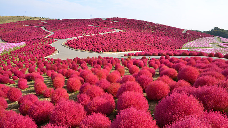 絶景コキア鑑賞日帰りヘリクルーズツアー【茨城秋の珠玉の体験ツアー】