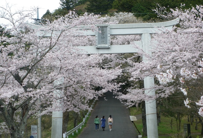 愛宕山 桜まつり 