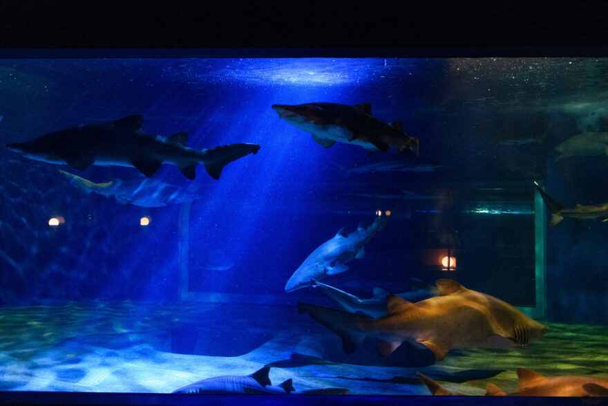 アクアワールド茨城県大洗水族館