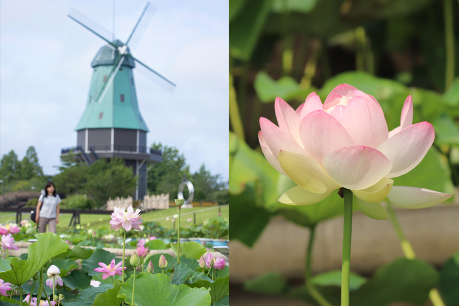 花絶景_ハナハス_霞ヶ浦総合公園