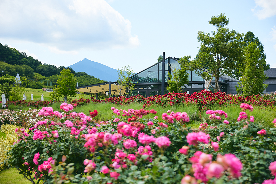 花絶景_秋バラ_フラワーパーク