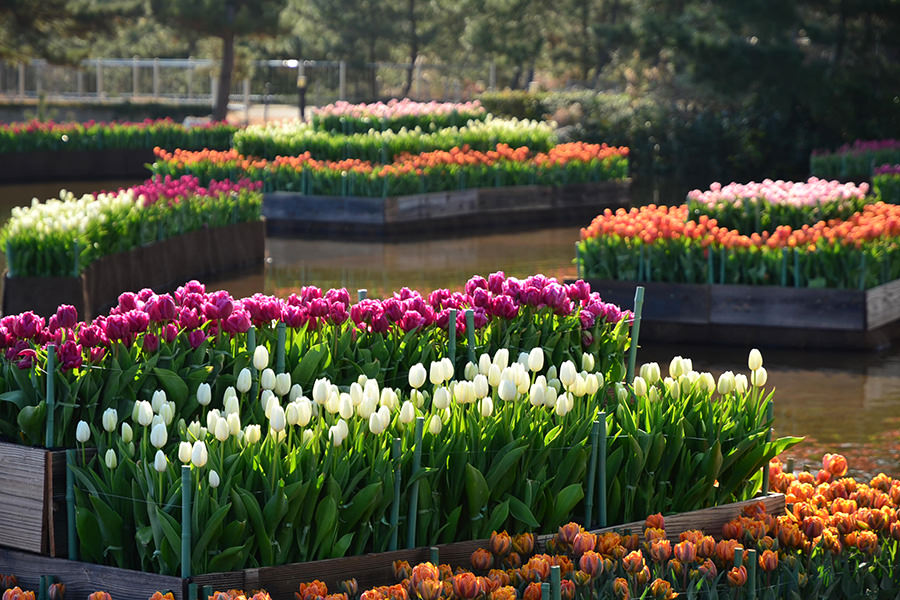 花絶景_アイスチューリップ_海浜公園