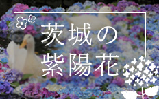 茨城の紫陽花