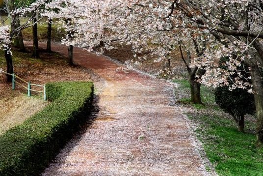 09_茨城のチカラ_桜川のサクラ