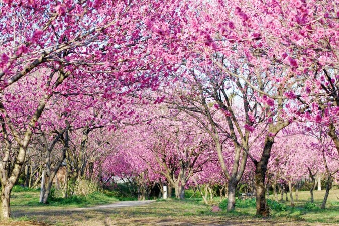 12_茨城のチカラ_古河公方公園