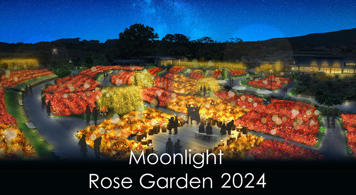 いばらきフラワーパーク Moonlight Rose Garden2024