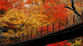 茨城の自然が紅く染まる、秋の絶景