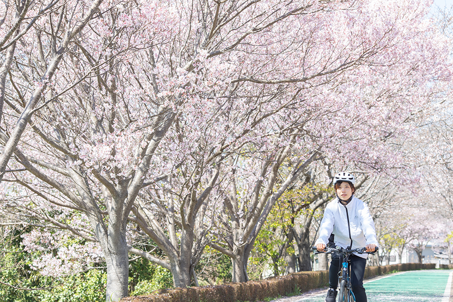 定番サイクリング_桜