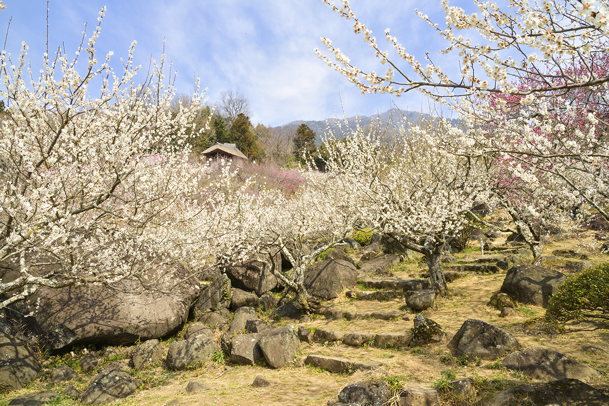 筑波山梅まつり