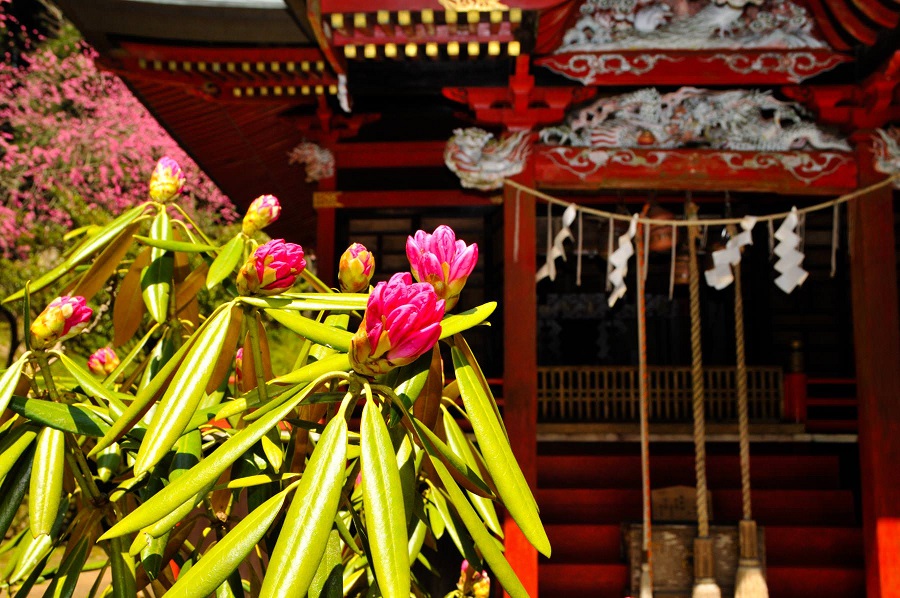 花園神社・花園山シャクナゲ群落01