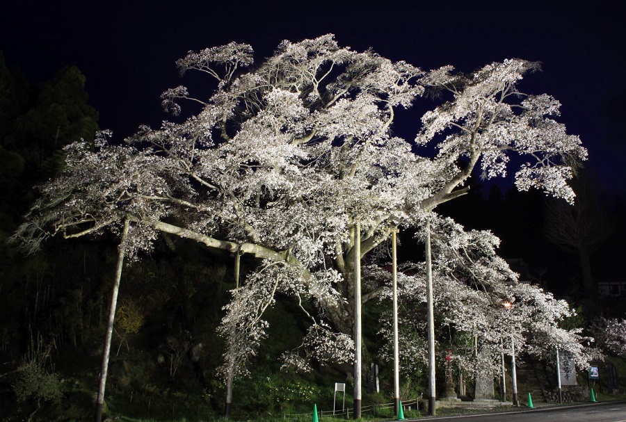 松岩寺（ライトアップ）