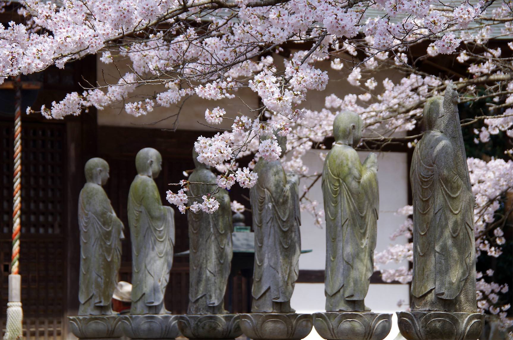 六地蔵寺の「枝垂れ桜」