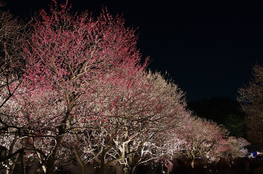 夜梅祭③