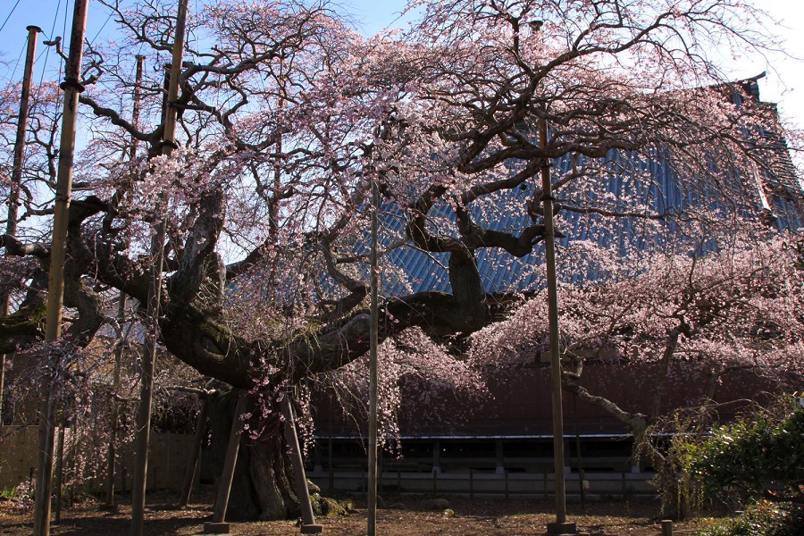 般若院の枝垂れ桜02