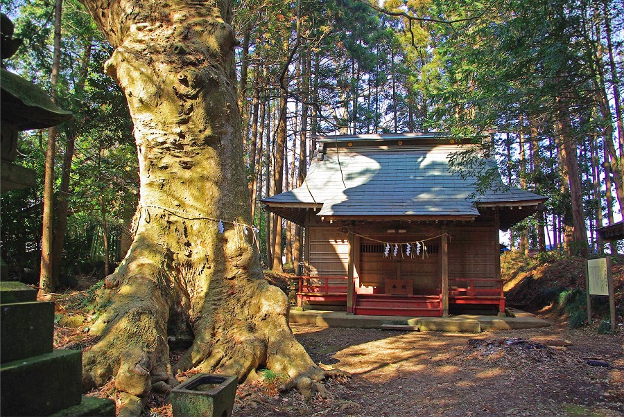 沼尾神社と大ケヤキ