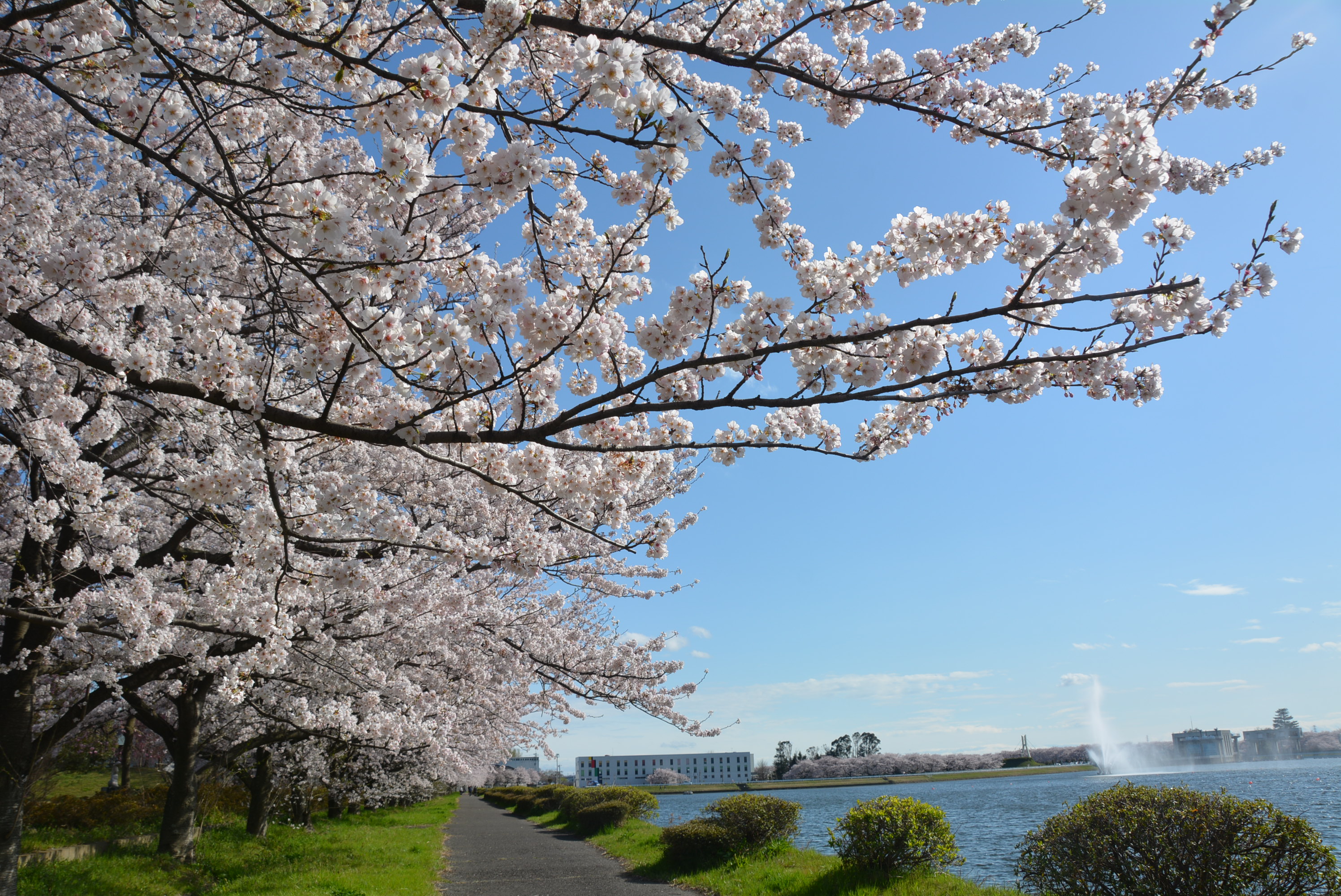 行幸湖桜並木