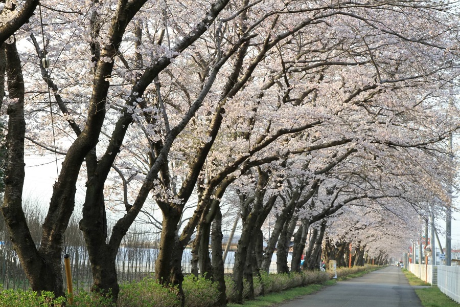 さわやかロードの桜