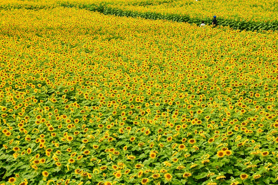 黄色い世界・那珂のひまわり畑