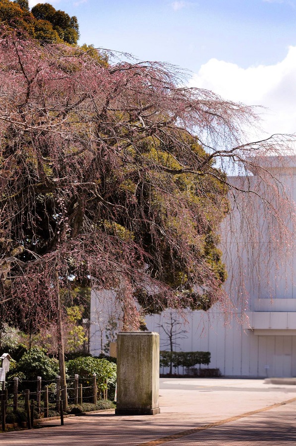 水戸市三の丸・枝垂桜