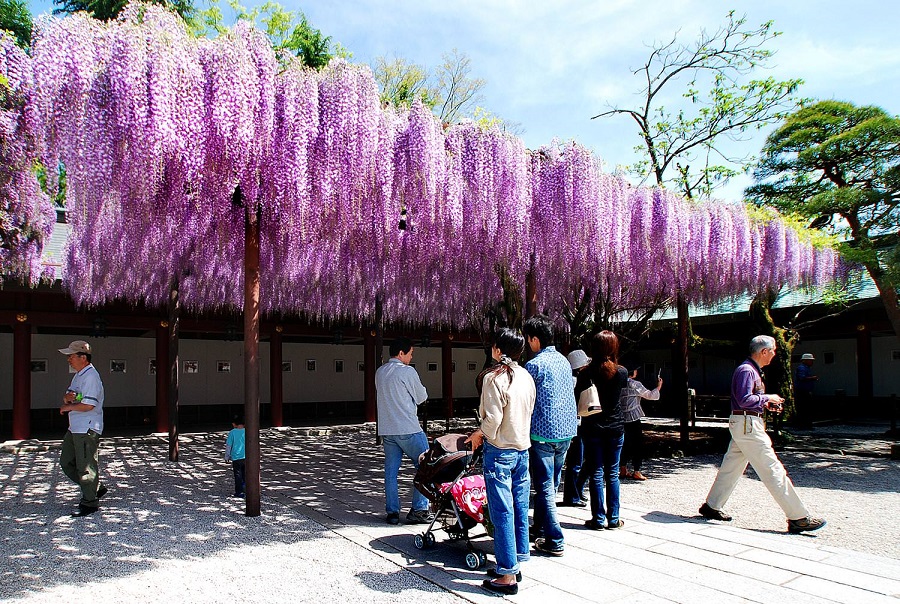 笠間稲荷神社　大藤04