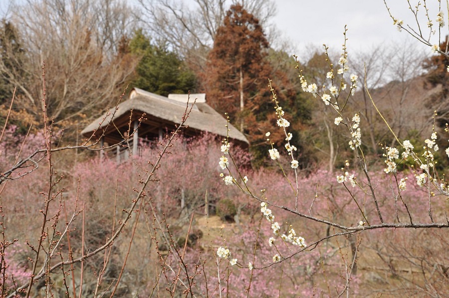 筑波山梅林