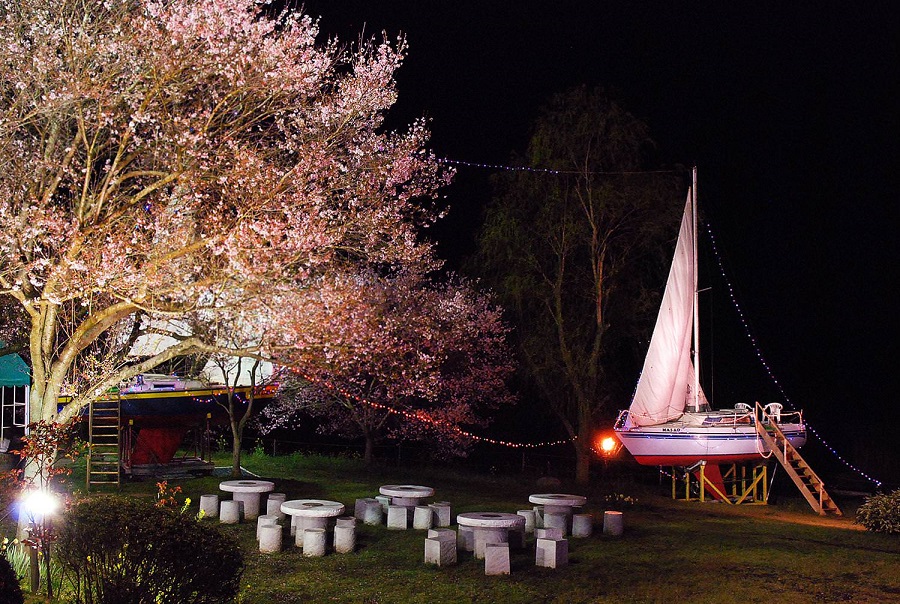 結城ガーデンの夜桜2