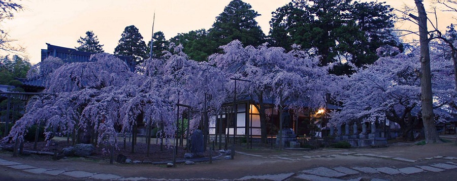 六地蔵寺～しだれ桜