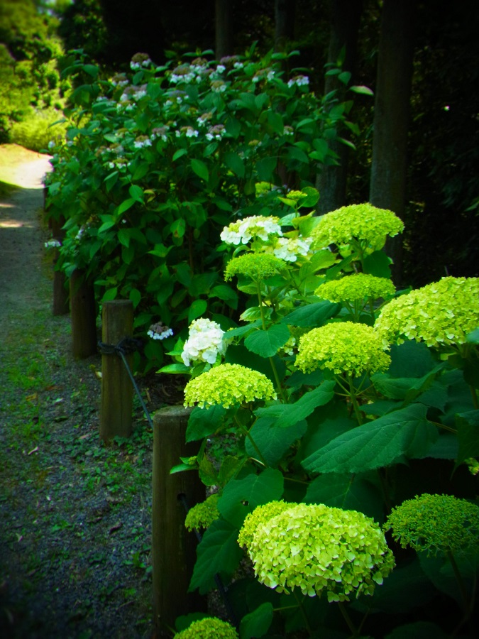 紫陽花路