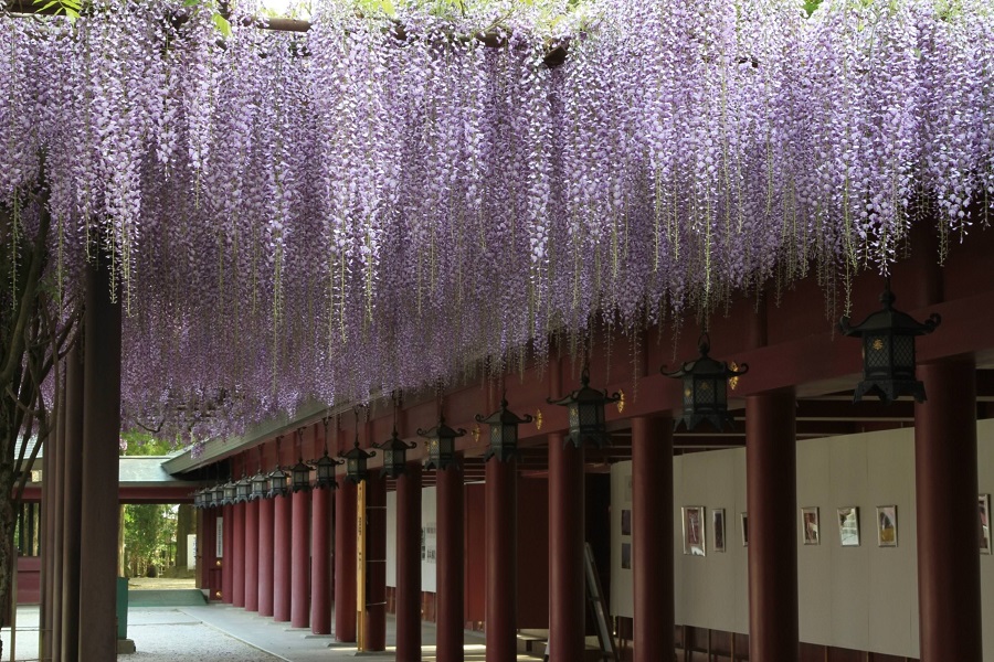 笠間稲荷神社　大藤01