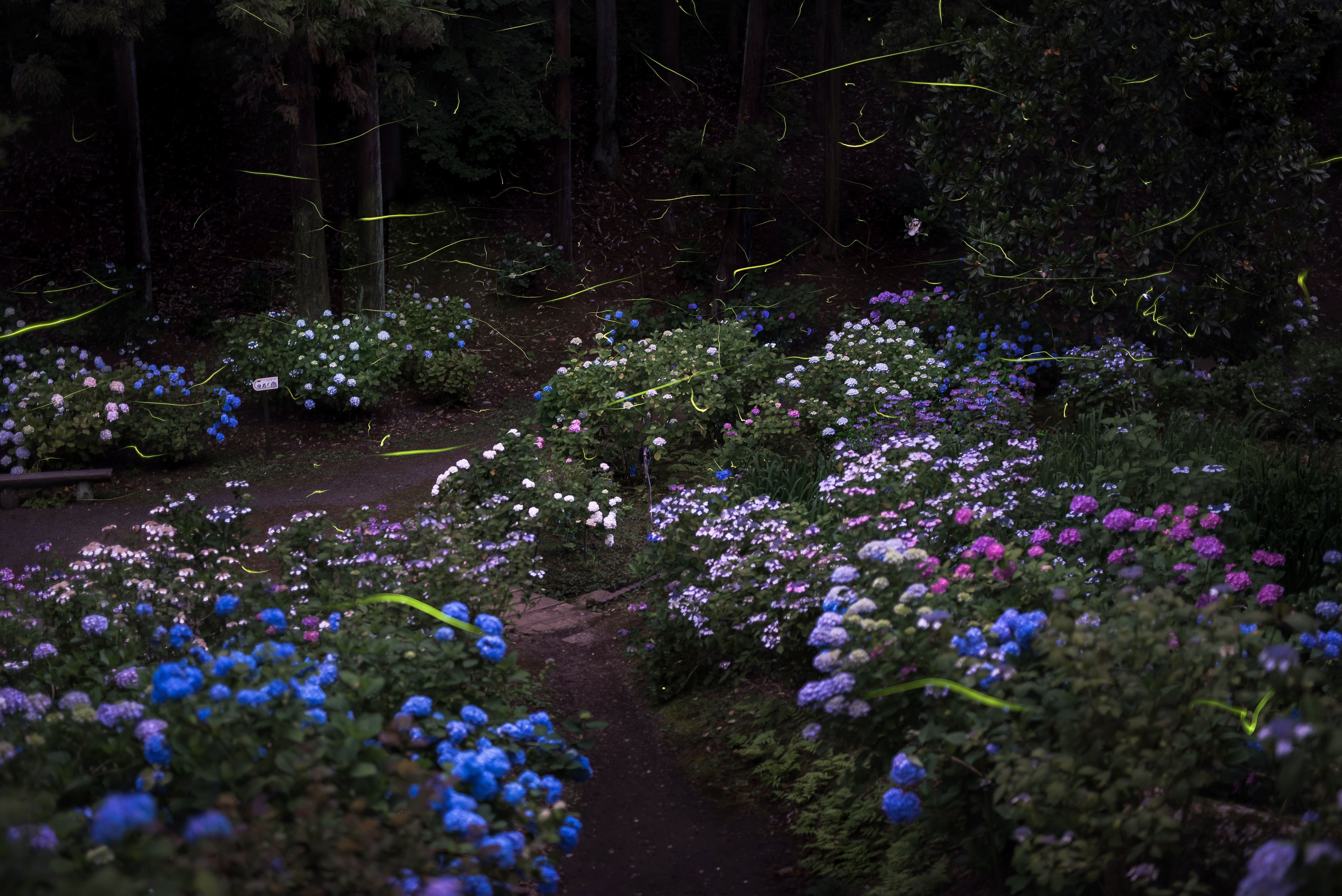 保和苑の紫陽花蛍【©Zekkei×IBARAKI2019詩歩賞 】
