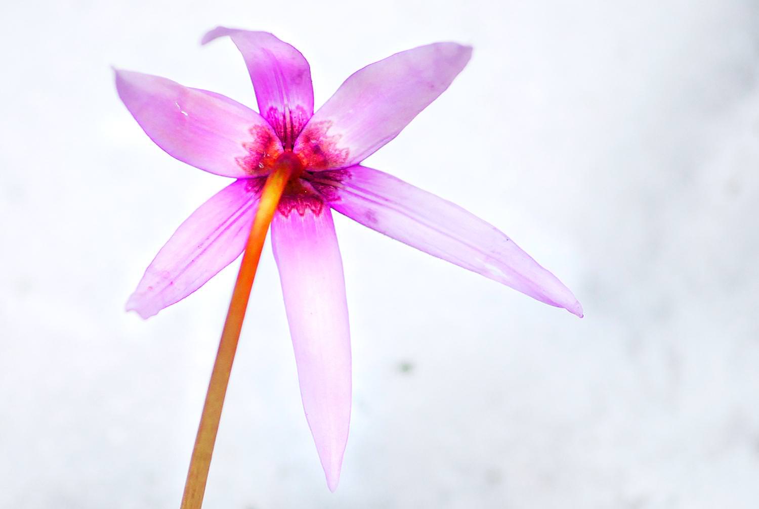 筑波山頂 カタクリの花