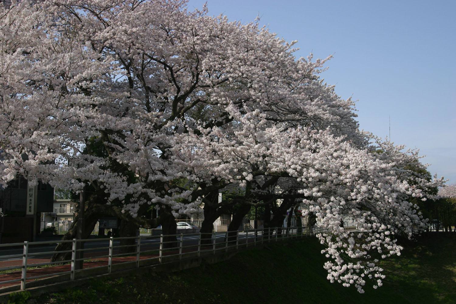 三の丸旧県庁前～桜