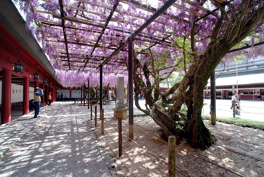 笠間稲荷神社　八重の藤・大藤02