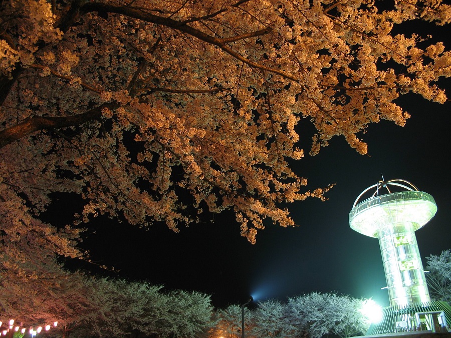 夜桜の十王パノラマ公園