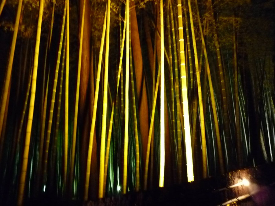 【夜梅祭】偕楽園の竹林