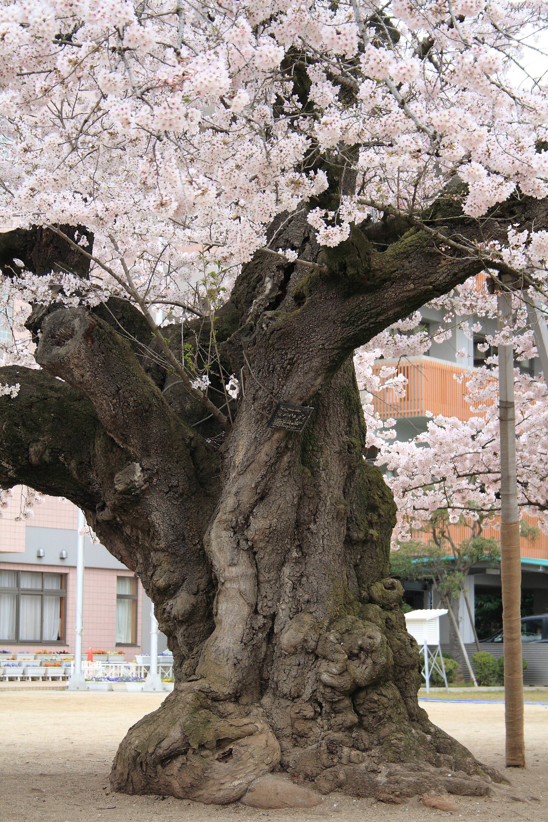 真鍋の桜01