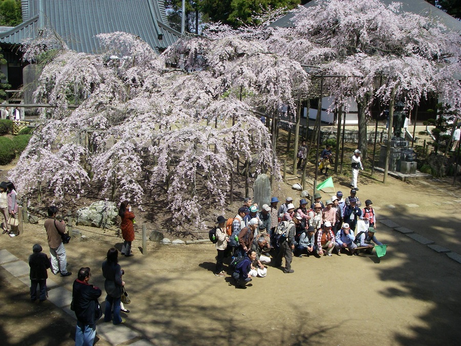 六地蔵寺の枝垂れ桜