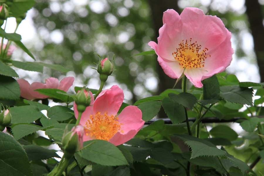 坂野家のバラ園 7-3