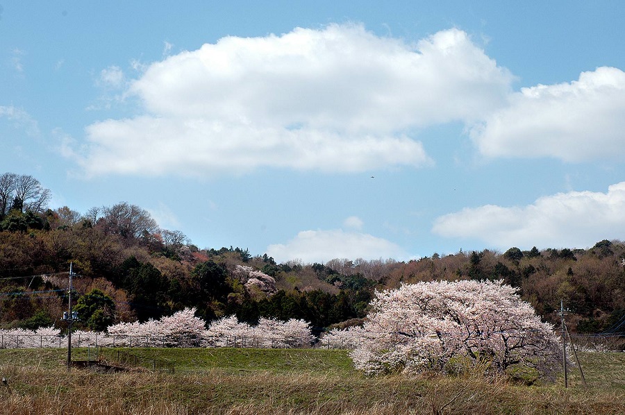 田園の桜2