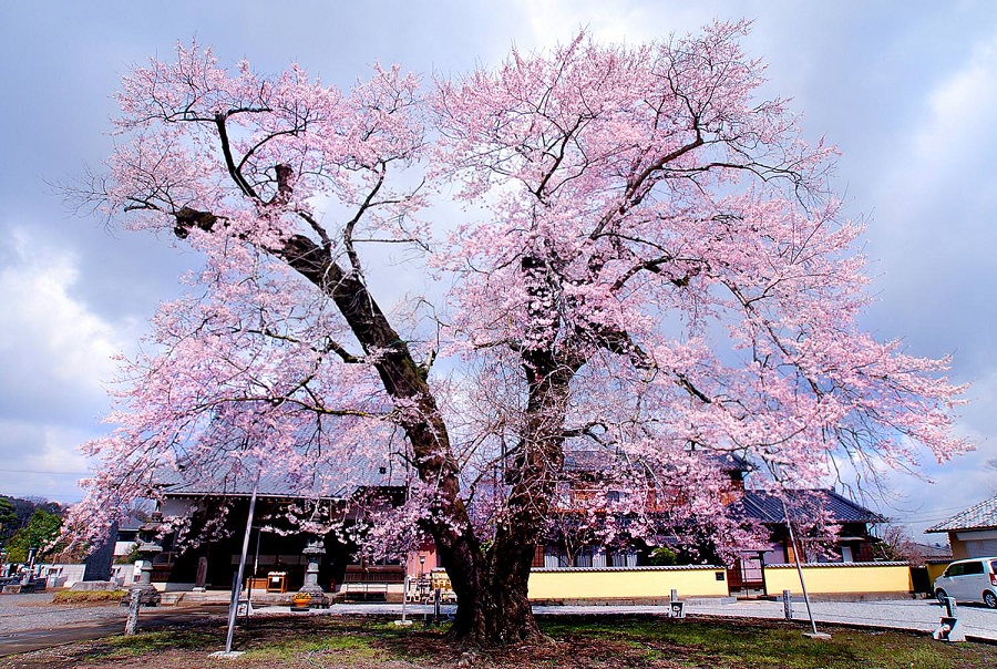 歓喜寺の江戸彼岸桜