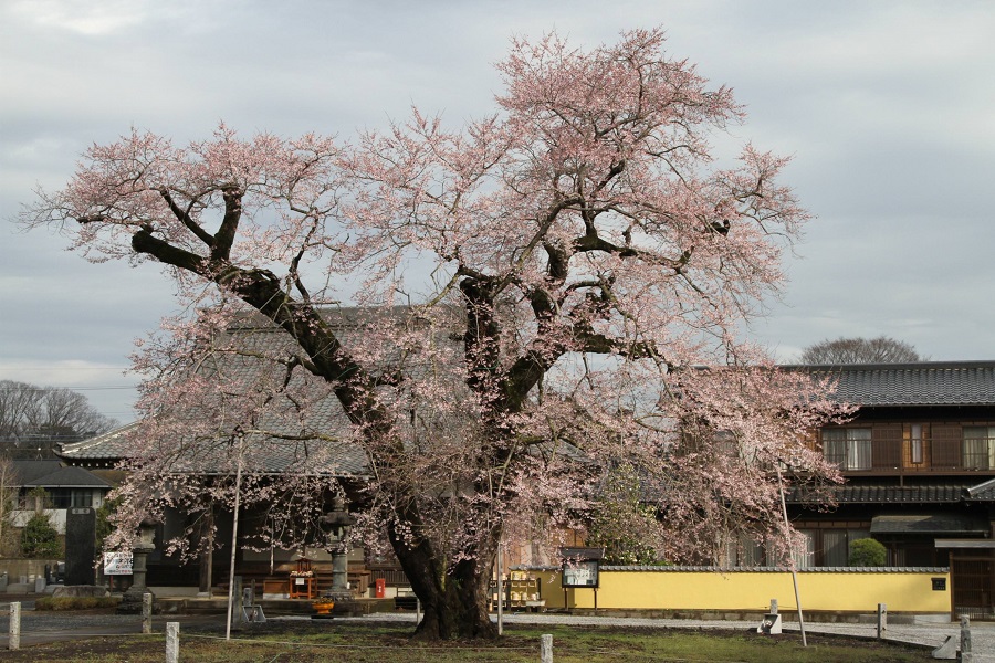 歓喜寺の江戸彼岸桜01